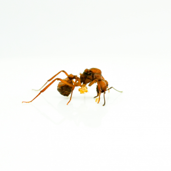 Preview: 1004964_acromyrmex echimatior_konigin 2.jpeg